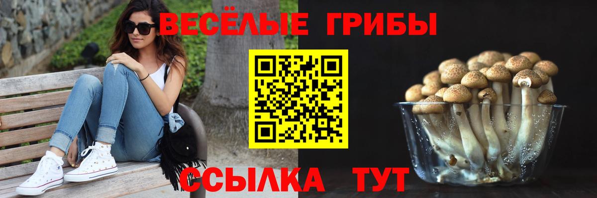 Сегежа  Галлюциногенные грибы прущие грибы  Вход с VPN 